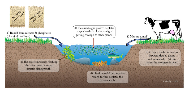 eutrophication diagram